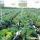 Девотор F1 семена капусты б/к поздней (Syngenta)