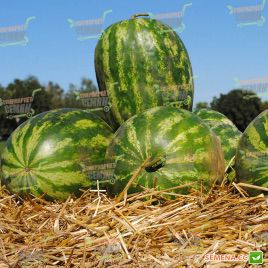 Династи (HSR 4657) семена арбуза тип Крымсон Свит (Hollar Seeds)