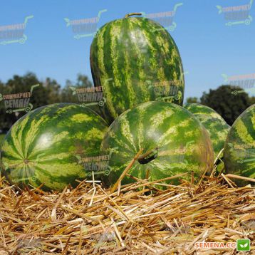 Династи (HSR 4657) семена арбуза тип Крымсон Свит (Hollar Seeds)