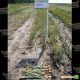 лук репчатый дормо f1
