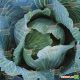 Зенон F1 семена капусты б/к поздней 125-130 дн. 3-4 кг окр. (Syngenta)
