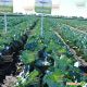 Зенон F1 семена капусты б/к поздней 125-130 дн. 3-4 кг окр. (Syngenta)