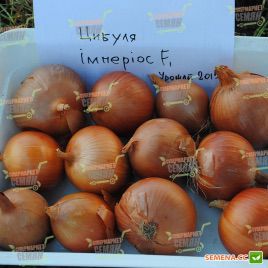 лук репчатый империос f1