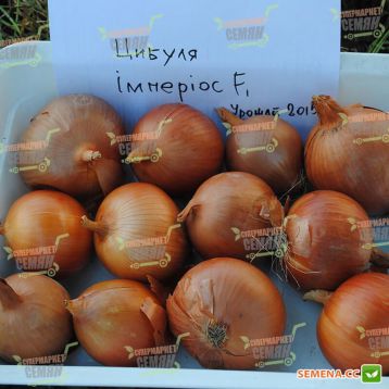 лук репчатый империос f1
