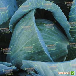 Килатон F1 семена капусты б/к поздней 130-135 дн. 3-4 кг окр. (Syngenta)