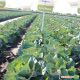 Килатон F1 семена капусты б/к поздней 130-135 дн. 3-4 кг окр. (Syngenta)