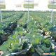 Лексикон F1 семена капусты среднепоздней (Syngenta)