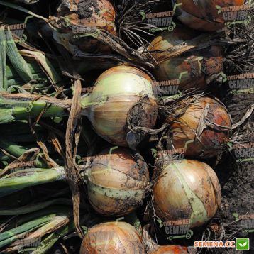 Маркет F1 семена лука репчатого (Seminis)
