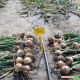 Маркет F1 семена лука репчатого (Seminis)