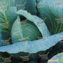 Новатор F1 семена капусты б/к поздней (Syngenta)