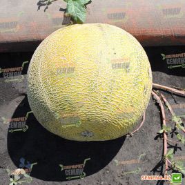Паспорт F1семена дыни тип Галлия (Hollar Seeds)