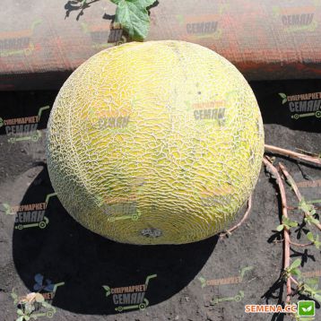 Паспорт F1семена дыни тип Галлия (Hollar Seeds)