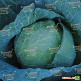 Пруктор F1 семена капусты б/к средней (Syngenta)