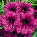Петуния Лимбо сливовая