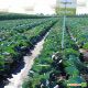 Пруктор F1 семена капусты б/к среднеранней 70-75 дн 3-4 кг окр. (Syngenta) НЕТ ТОВАРА