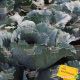 Рэд Династи F1 семена капусты к/к ранней (Seminis)