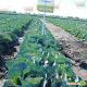 Сторидор F1 семена капусты б/к поздней 130-135 дн. 3,2 кг окр. (Syngenta)