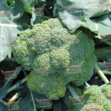 Стромболи F1 семена капусты брокколи ранней (Hazera)