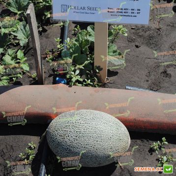 Тамара F1 семена дыни Ананас (Hollar Seeds)