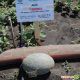Тамара F1 семена дыни Ананас средней 75-80 дн. 2-3 кг овал. оран./крем. (Hollar Seeds)