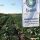 Сіркон F1 насіння капусти б/к пізньої (Bejo)