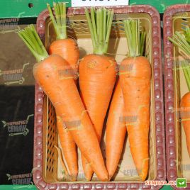 СВ 3118 ДЧ F1 семена моркови Шантане (Seminis)