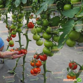 Анетта F1 (CRX 78288 F1) семена томата индет. среднеранн. окр. 160 гр. (Cora Seeds)