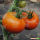 Анетта F1 (CRX 78288 F1) семена томата индет. среднеранн. окр. 160 гр. (Cora Seeds)