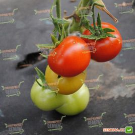 Ариена F1 (CRX 75251 F1) семена томата индет. среднеранн. 150 гр. (Cora Seeds)