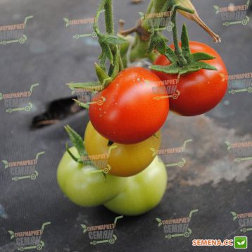 Ариена F1 (CRX 75251 F1) семена томата индет. среднеранн. 150 гр. (Cora Seeds)