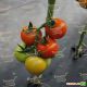 Ариена F1 (CRX 75251 F1) семена томата индет. среднеранн. 150 гр. (Cora Seeds)