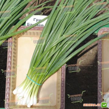 Грин Баннер семена лука на перо (Seminis)