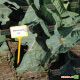 Мензанія F1 насіння капусти білоголової (Seminis)