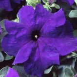 Петунія Танго синя (blue)