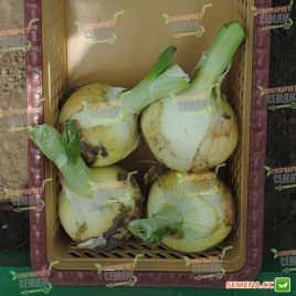 Ранко F1 семена лука репчатого раннего 100 дн. (Cora Seeds)