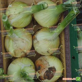 Экзакта F1 семена лука репчатого (Seminis)