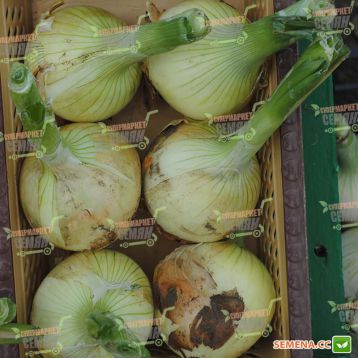 Экзакта F1 семена лука репчатого (Seminis)