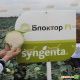 Блоктор F1 семена капусты б/к поздней 130-135 дн. 2,5-3 кг окр. (Syngenta)