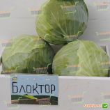 Блоктор F1 семена капусты б/к поздней 130-135 дн. 2,5-3 кг окр. (Syngenta)