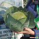 Бригадир F1 семена капусты б/к среднепоздней 110-120 дней 3,5-5 кг окр-прип. (Clause)