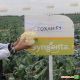 Гохан F1 семена капусты цветной средней (Syngenta)