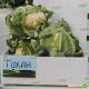 Гохан F1 семена капусты цветной средней 80-85 дн. 2-3 кг бел. (Syngenta)