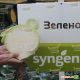 Зелонор F1 семена капусты б/к поздней (Syngenta)
