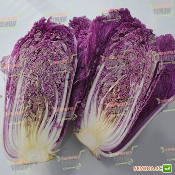 KS 888 F1 насіння капусти пекінської (Kitano Seeds)