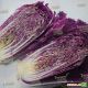 KS 888 F1 насіння капусти пекінської (Kitano Seeds)