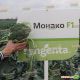 Монако F1 семена капусты брокколи (Syngenta)