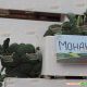 Монако F1 семена капусты брокколи (Syngenta)
