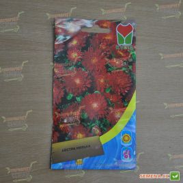 Айстра низька червона (Red)