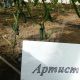 семена огурца артист f1