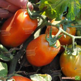 Монти F1 семена томата дет. (Seminis)